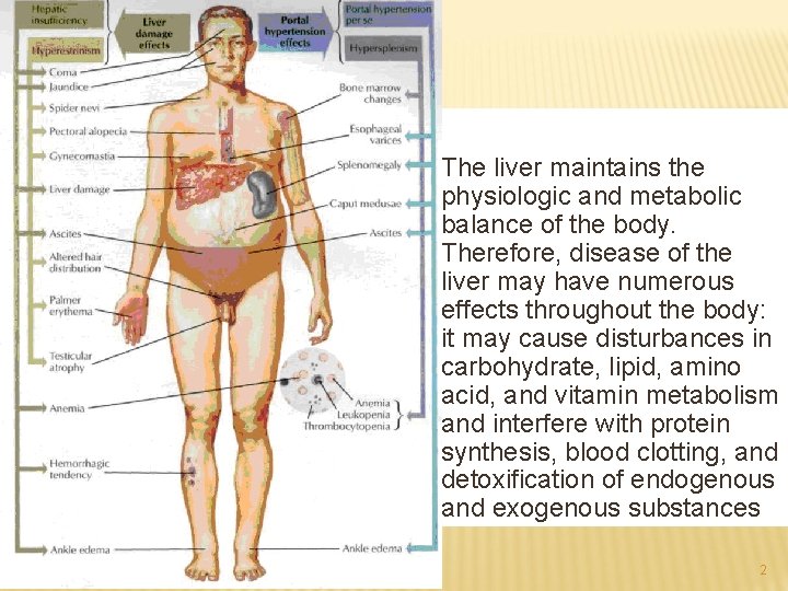 The liver maintains the physiologic and metabolic balance of the body. Therefore, disease of