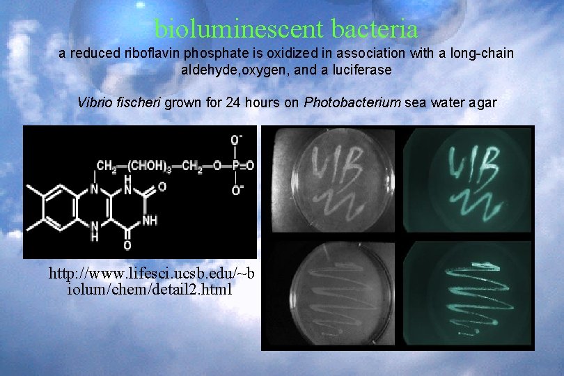 bioluminescent bacteria a reduced riboflavin phosphate is oxidized in association with a long-chain aldehyde,