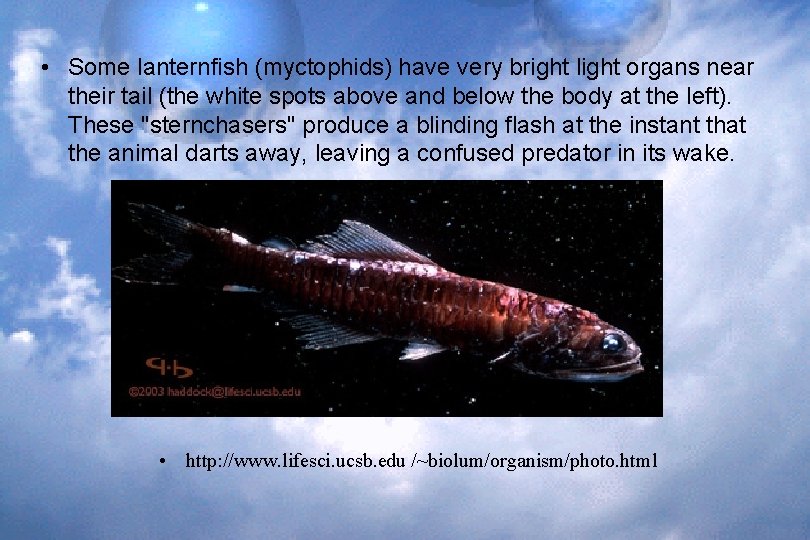  • Some lanternfish (myctophids) have very bright light organs near their tail (the
