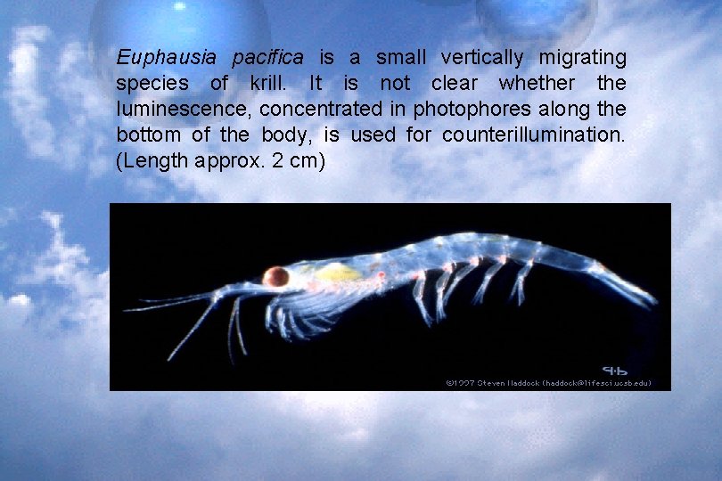 Euphausia pacifica is a small vertically migrating species of krill. It is not clear