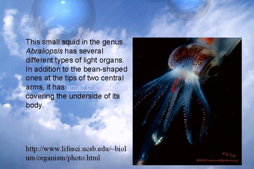 This small squid in the genus Abraliopsis has several different types of light organs.