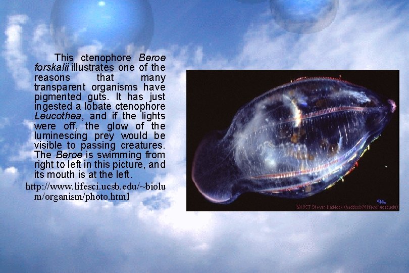 This ctenophore Beroe forskalii illustrates one of the reasons that many transparent organisms have