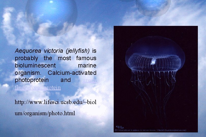 Aequorea victoria (jellyfish) is probably the most famous bioluminescent marine organism. Calcium-activated photoprotein and