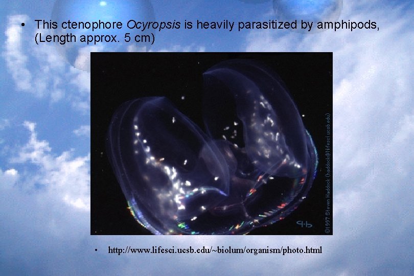  • This ctenophore Ocyropsis is heavily parasitized by amphipods, (Length approx. 5 cm)