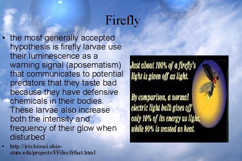 Firefly • the most generally accepted hypothesis is firefly larvae use their luminescence as