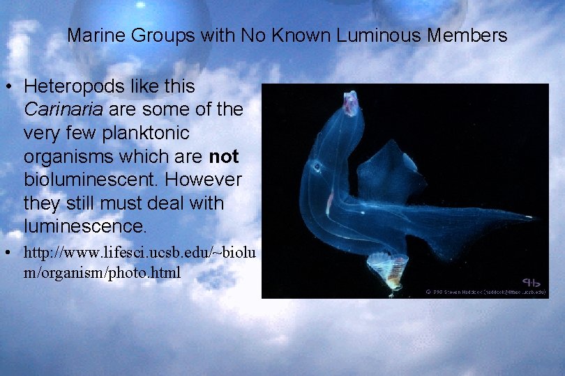 Marine Groups with No Known Luminous Members • Heteropods like this Carinaria are some