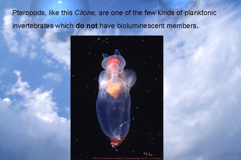 Pteropods, like this Clione, are one of the few kinds of planktonic invertebrates which