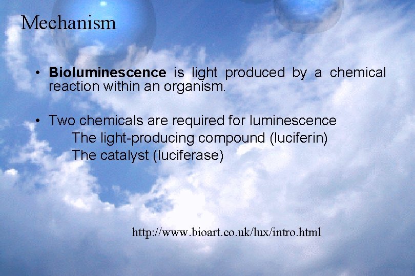 Mechanism • Bioluminescence is light produced by a chemical reaction within an organism. •