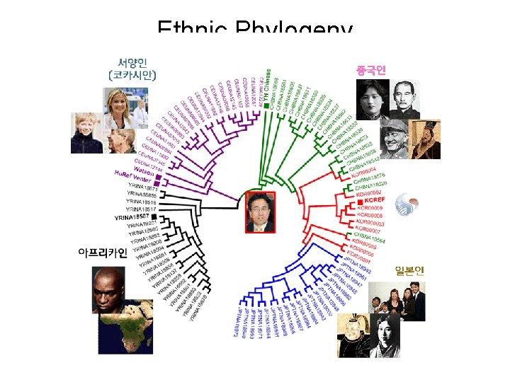 Ethnic Phylogeny 