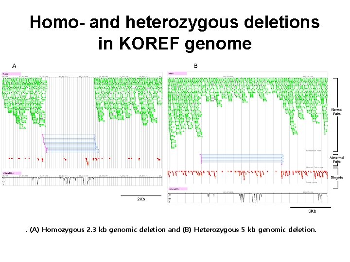 Homo- and heterozygous deletions in KOREF genome . (A) Homozygous 2. 3 kb genomic