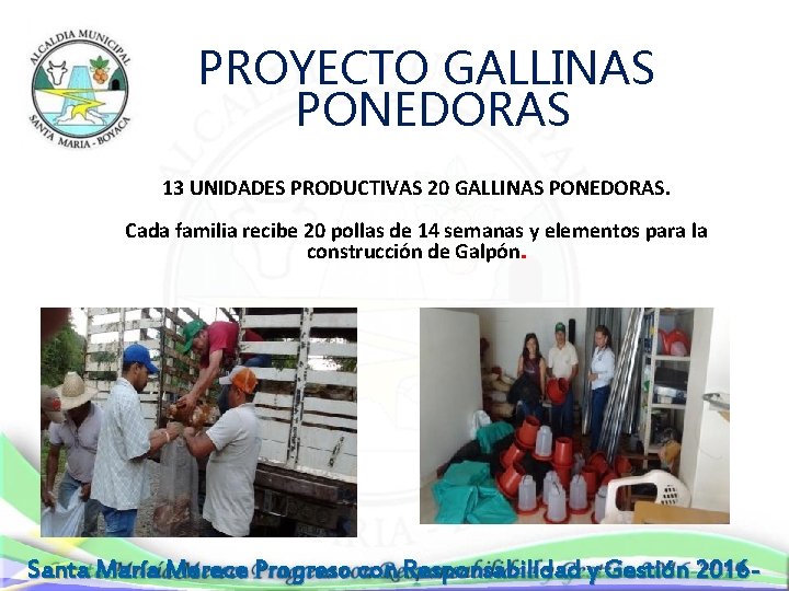 PROYECTO GALLINAS PONEDORAS 13 UNIDADES PRODUCTIVAS 20 GALLINAS PONEDORAS. Cada familia recibe 20 pollas