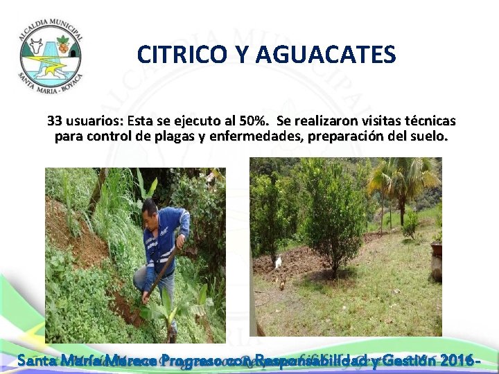  CITRICO Y AGUACATES 33 usuarios: Esta se ejecuto al 50%. Se realizaron visitas