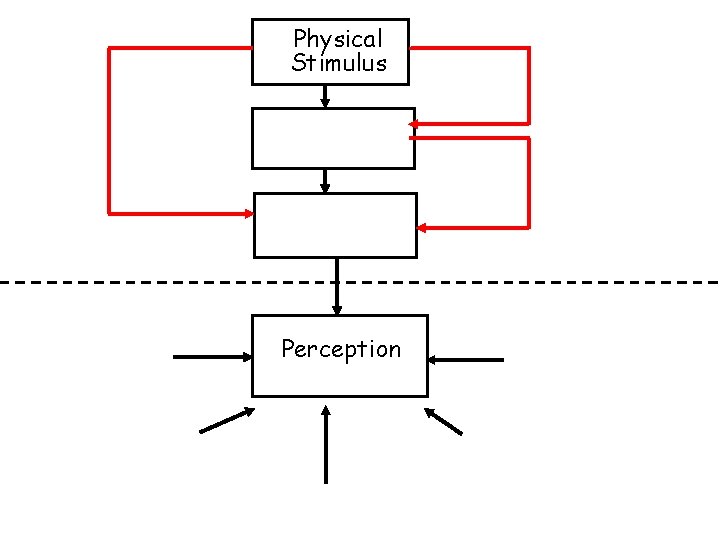 Physical Stimulus Perception 