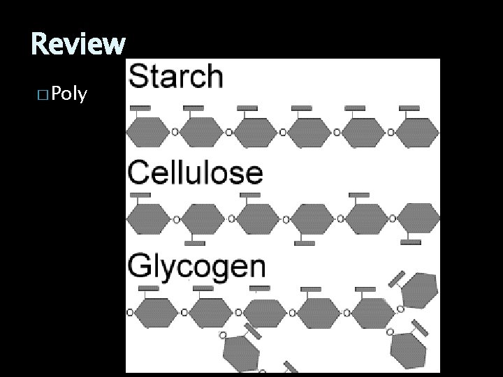 Review � Poly 