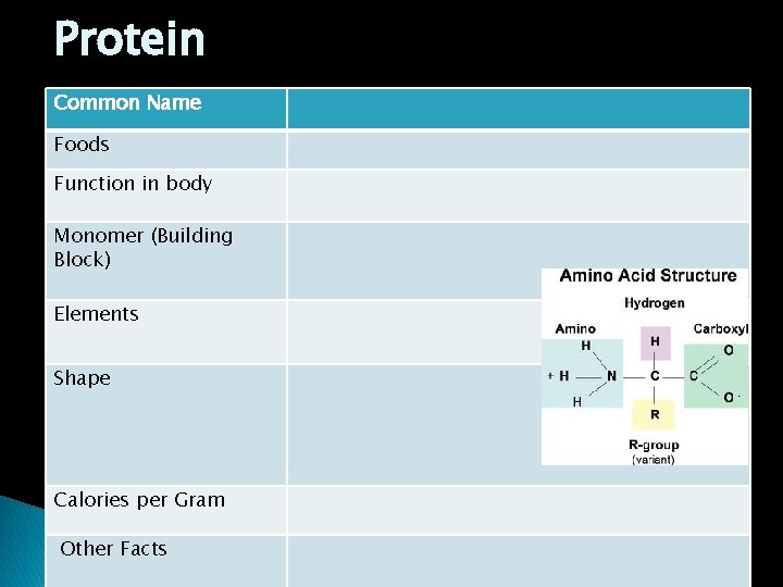 Protein Common Name Foods Function in body Monomer (Building Block) Elements Shape Calories per