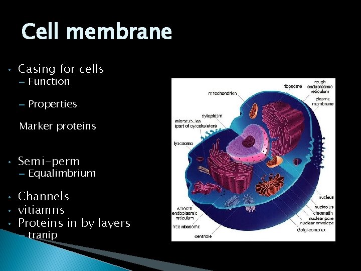 Cell membrane • Casing for cells – Function – Properties Marker proteins • •