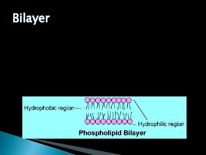 Bilayer 