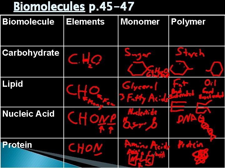 Biomolecules p. 45 -47 Biomolecule Carbohydrate Lipid Nucleic Acid Protein Elements Monomer Polymer 