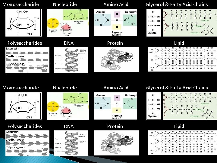 Monosaccharide Polysaccharides Nucleotide DNA Amino Acid Protein Glycerol & Fatty Acid Chains Lipid 