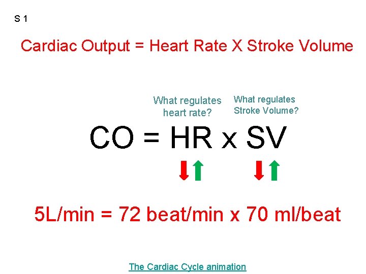 S 1 Cardiac Output = Heart Rate X Stroke Volume What regulates heart rate?