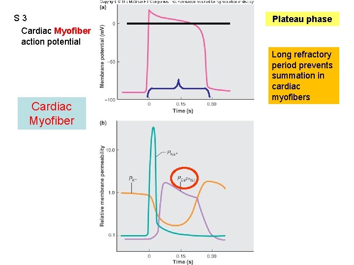 S 3 Cardiac Myofiber action potential Cardiac Myofiber Figure 12. 13 Plateau phase Long