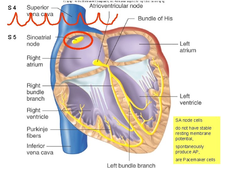 S 4 Figure 12. 11 S 5 SA node cells do not have stable