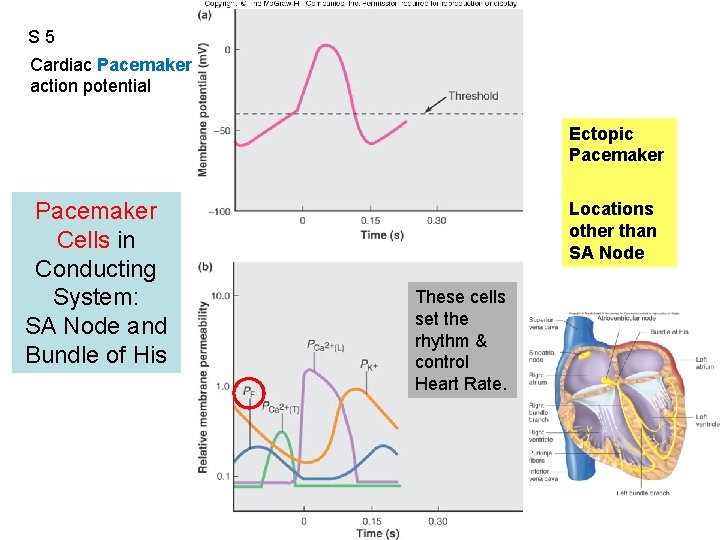 S 5 Cardiac Pacemaker action potential Figure 12. 14 Ectopic Pacemaker Cells in Conducting