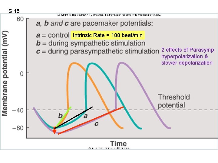 S 15 Figure 12. 22 Intrinsic Rate = 100 beat/min 2 effects of Parasymp: