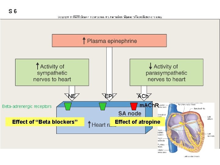 S 6 Figure 12. 23 NE Beta-adrenergic receptors Effect of “Beta blockers” EPI ACh