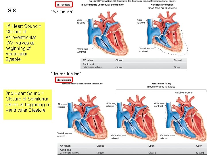 S 8 “Sis-toe-lee” 1 st Heart Sound = Closure of Atrioventricular (AV) valves at