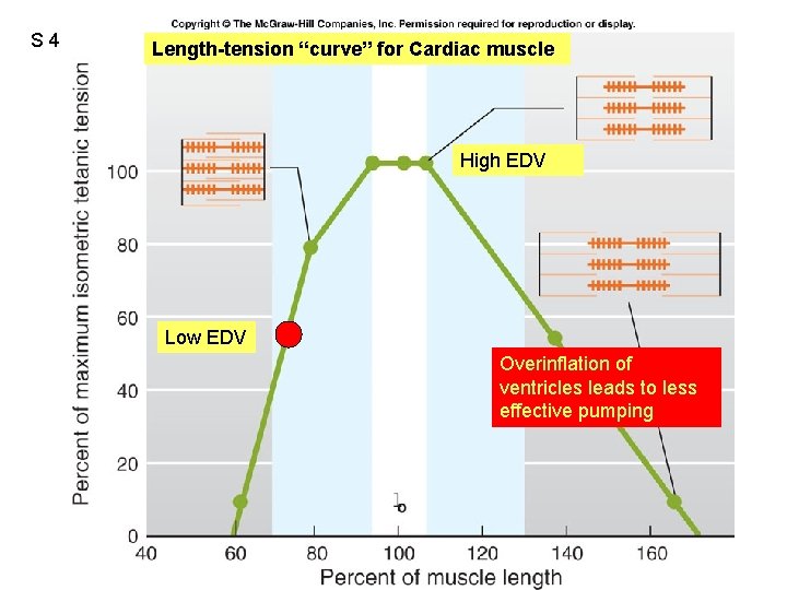 S 4 Length-tension “curve” for Cardiac muscle Fig. 09. 21 High EDV Low EDV