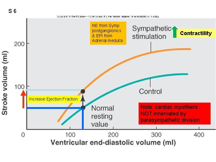 S 6 NE from Symp postganglionics & EPI from Adrenal medulla Contractility Increase Ejection
