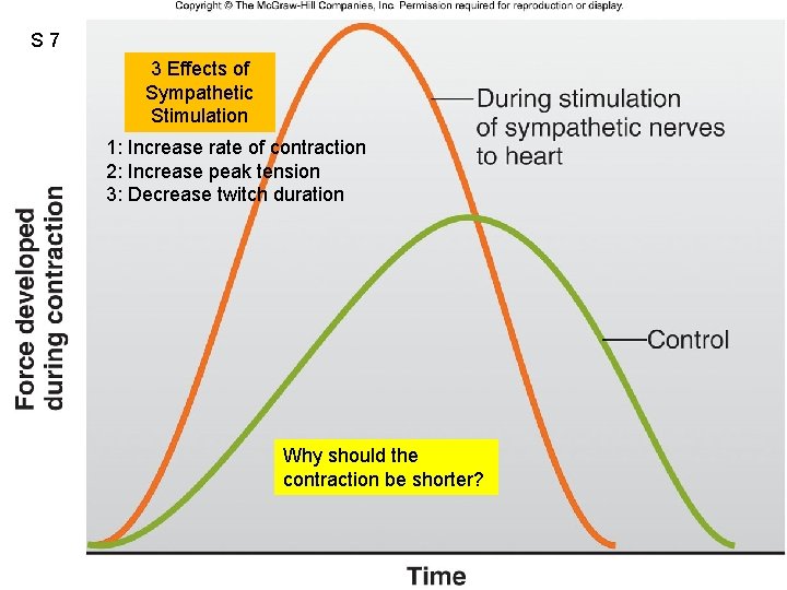 S 7 3 Effects of Sympathetic Stimulation 1: Increase rate of contraction 2: Increase