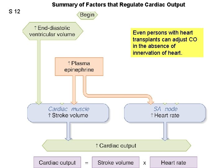 Summary of Factors that Regulate Cardiac Output S 12 Fig. 12. 28 Even persons