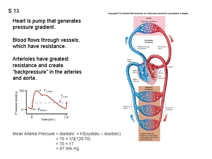 S 13 Heart is pump that generates pressure gradient. Blood flows through vessels, which