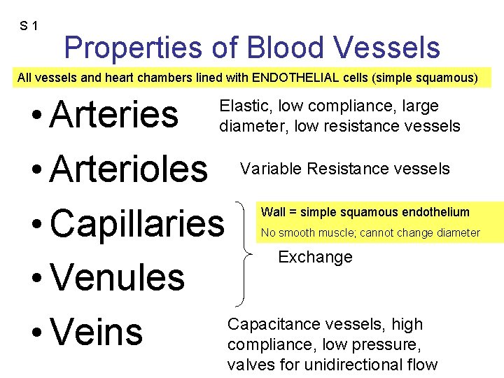 S 1 Properties of Blood Vessels All vessels and heart chambers lined with ENDOTHELIAL