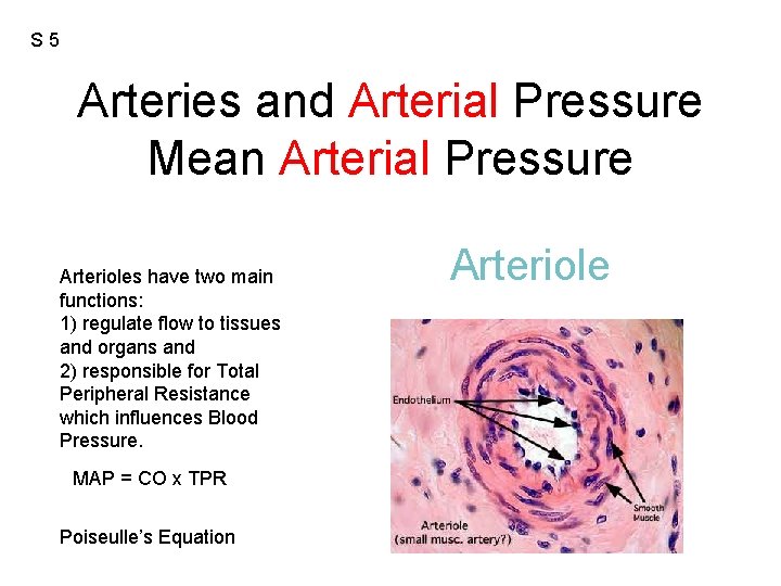 S 5 Arteries and Arterial Pressure Mean Arterial Pressure Arterioles have two main functions: