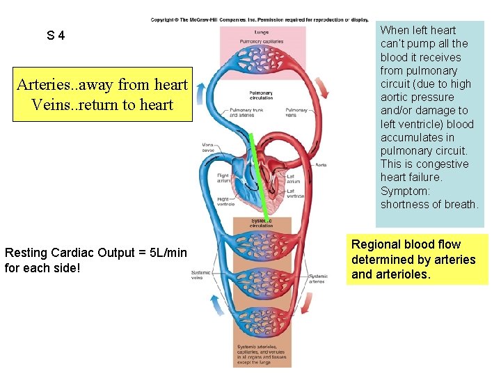 S 4 Fig. 12. 02 Arteries. . away from heart Veins. . return to