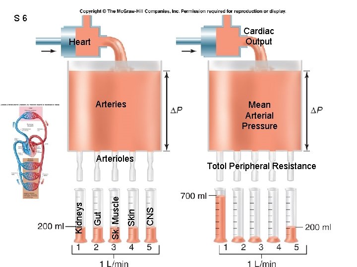 S 6 Fig. 12. 50 Heart Arteries Mean Arterial Pressure Totol Peripheral Resistance CNS