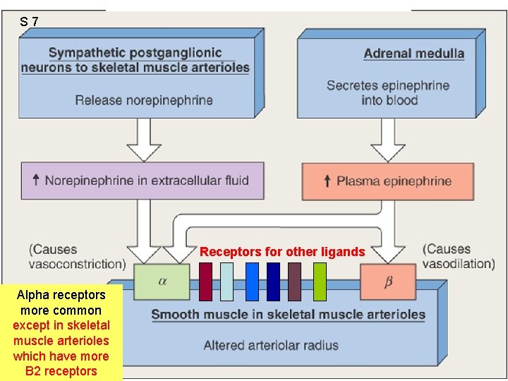S 7 Receptors for other ligands Alpha receptors more common except in skeletal muscle