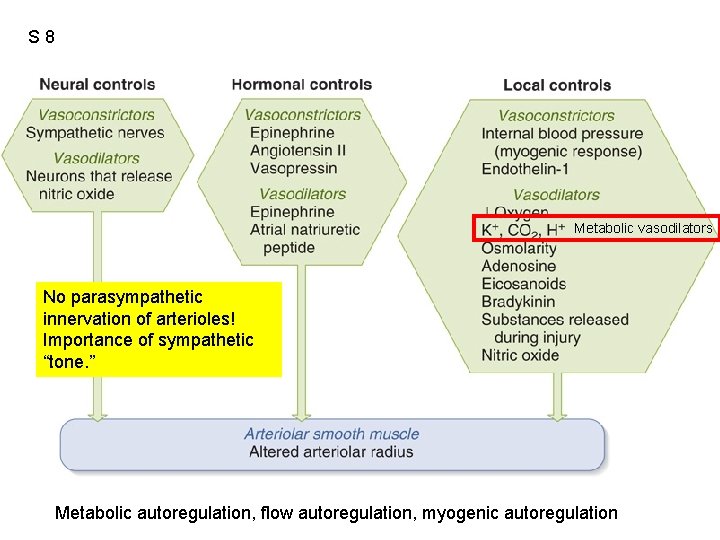 S 8 Fig. 12. 36 Metabolic vasodilators No parasympathetic innervation of arterioles! Importance of