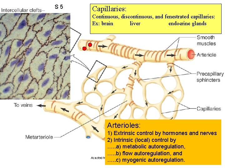 S 5 Capillaries: Figure 12. 38 Continuous, discontinuous, and fenestrated capillaries: Ex: brain liver