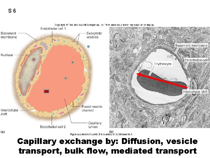 S 6 Capillary exchange by: Diffusion, vesicle transport, bulk flow, mediated transport 