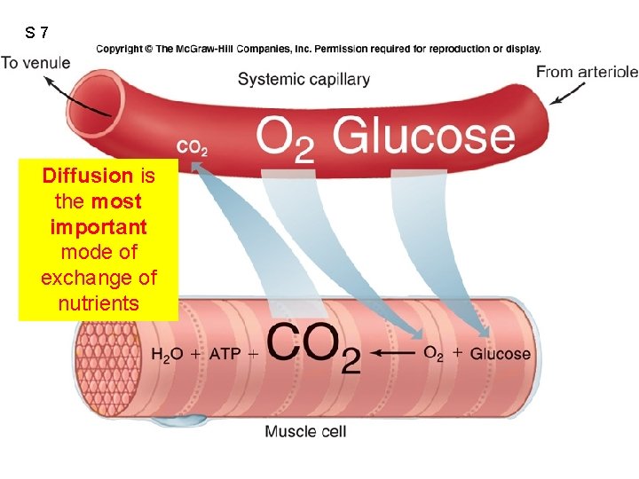 S 7 Diffusion is the most important mode of exchange of nutrients Fig. 12.