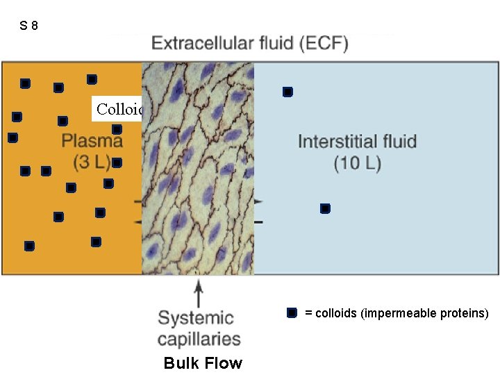 S 8 Figure 12. 41 Colloids Crystalloids = colloids (impermeable proteins) Bulk Flow 