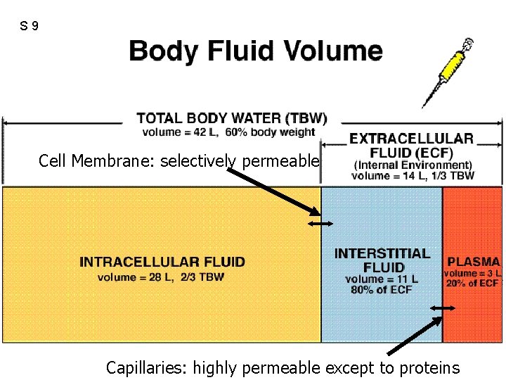 S 9 Cell Membrane: selectively permeable Capillaries: highly permeable except to proteins 