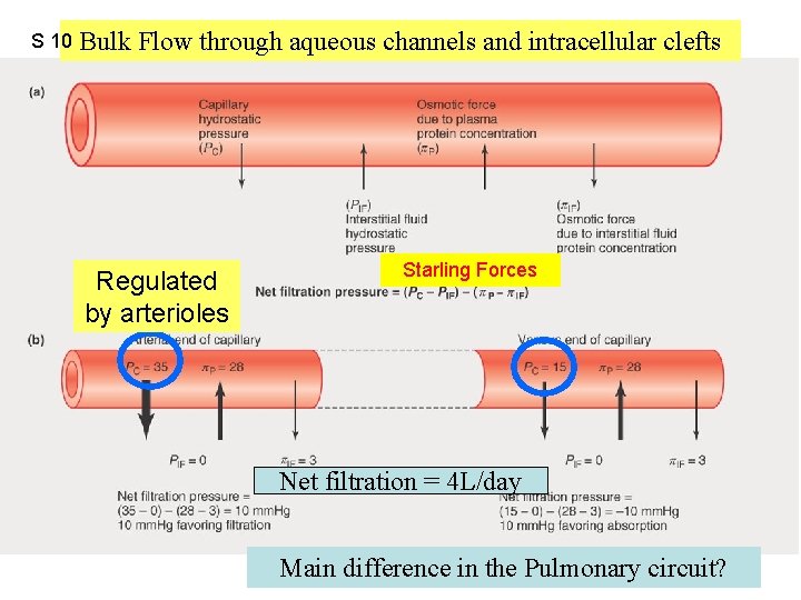 S 10 Bulk Flow through aqueous channels and intracellular clefts Figure 12. 42 Regulated