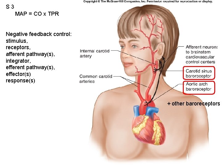 S 3 MAP = CO x TPR Fig. 12. 53 Negative feedback control: stimulus,