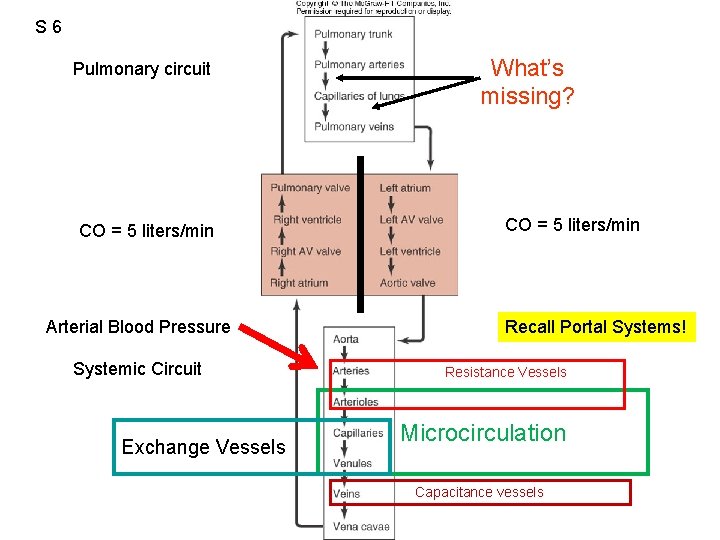 S 6 Pulmonary circuit CO = 5 liters/min Arterial Blood Pressure Systemic Circuit Exchange