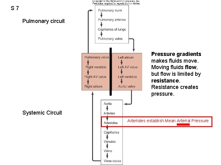 S 7 Pulmonary circuit Pressure gradients makes fluids move. Moving fluids flow, but flow